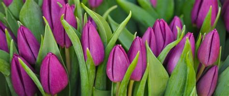 Download Wallpaper 2560x1080 Tulips Flowers Buds Purple Flower