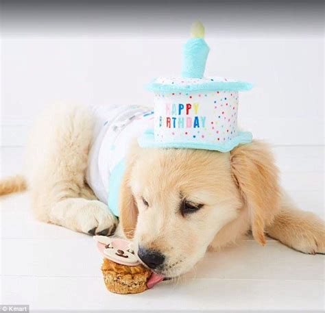 Kmart Australia now sells adorable birthday outfits for dogs | Puppy ...