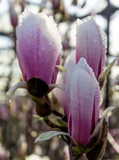 Au Ergew Hnliche B Ume F R Den Garten Tulpen Magnolie Superba