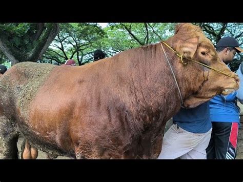 Limousin Super 20 Juta Nego Sapi Potong Sepi Pembeli Harga Oleng