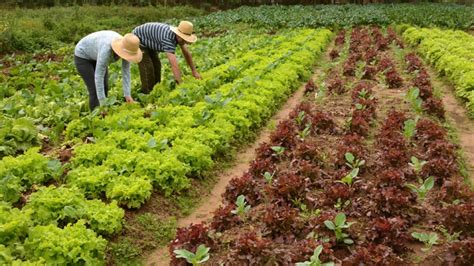 Pesquisa Investiga Consumo De Alimentos Biodin Micos No Brasil Senge Pr