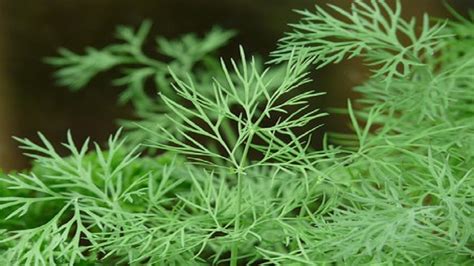 Health Benefits of Dill Herb – Agrihortico