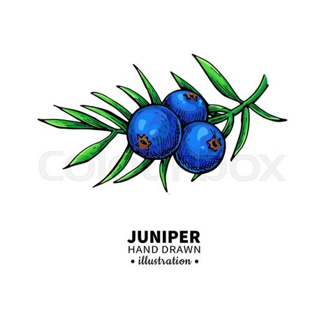 Juniper Drawing at PaintingValley.com | Explore collection of Juniper ...