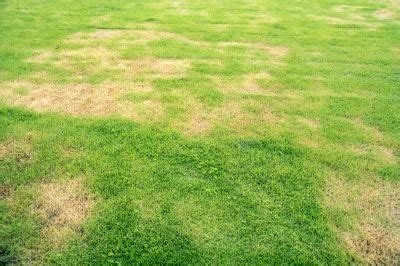 Get Lawn Fungus Treatment - Schedule Service Today