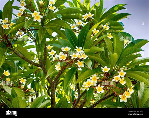 Frangipani Tree