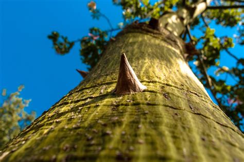 Free Images Tree Nature Branch Prickly Sunlight Leaf Flower