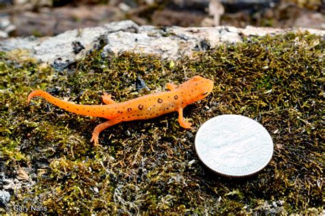 Red Spotted Newt Notophthalmus Viridescens Viridescens