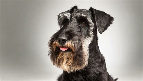 Schnauzerdoodle Breed Profile