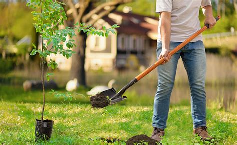 Garden Spade Vs Digging Shovel Fasci Garden