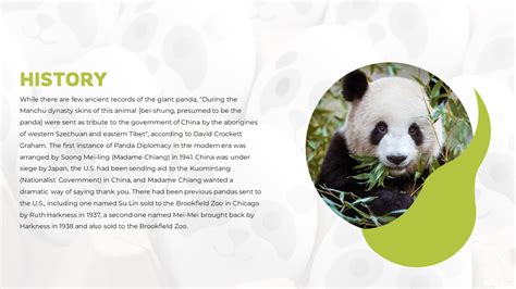 Free Panda Diplomacy Google Slides & PowerPoint Template