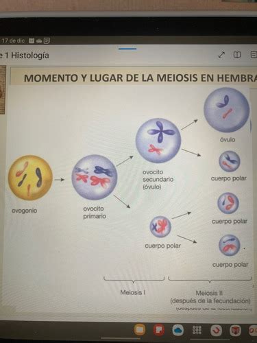 Fichas De Aprendizaje Gametos Fecundaci N Y Segmentaci N Quizlet