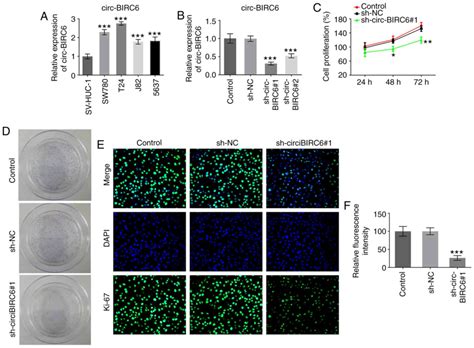 Silencing CircBIRC6 Inhibits The Proliferation Invasion Migration