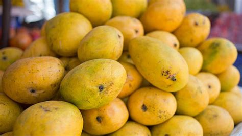 Soaked Mangoes পাকা আম কাটার আগে কেন জলে ভিজিয়ে রাখবেন রইল টিপস