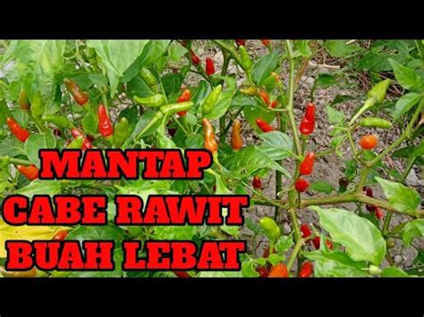 Cabe Rawit Berbuah Sangat Lebat Di Tanam Di Tanggul Sawah Youtube