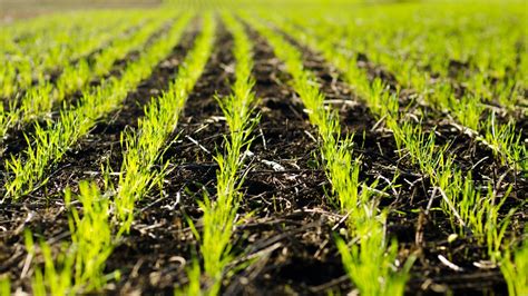 Winter Wheat Ontario Grain Farmer