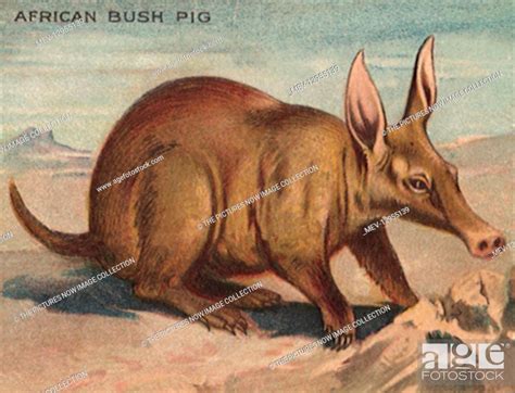 African Bush Pig Stock Photo Picture And Rights Managed Image Pic