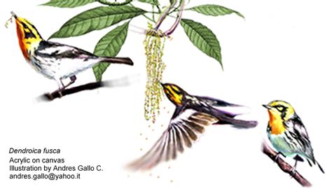 Blackburnian Warbler's behavior as described: typically perched ...