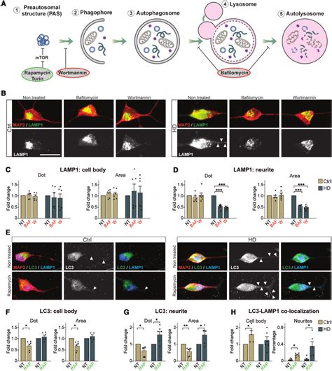 Autophagic Flux Is Altered In The Neurites In HD INs A Schematic