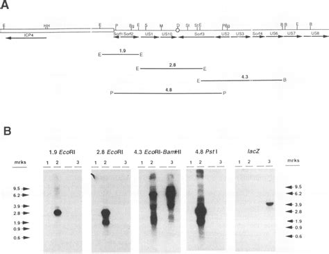 Northern Blot Hybridization Analysis Of Gaa481ac Rna For Northern