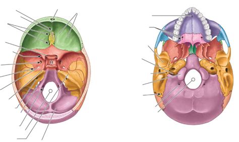 Foramina Of Skull Diagram Quizlet