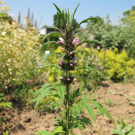 Marijuanilla Leonurus Sibiricus Aprox 20 Semillas