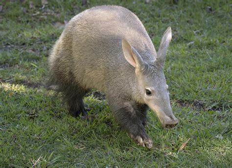 Aardvark | Zoo Builder Wiki | Fandom