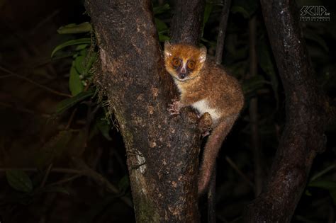 Ranomafana Brown Mouse Lemur