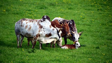 Free Picture Grassland Cow Animal Agriculture Livestock Field Grass