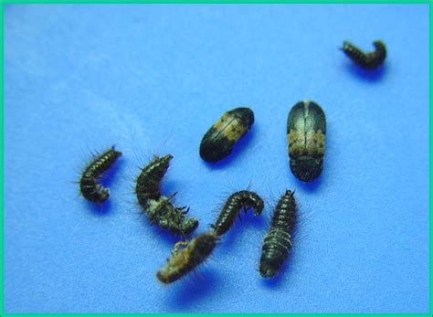 Larder Beetle - Plant & Pest Diagnostics