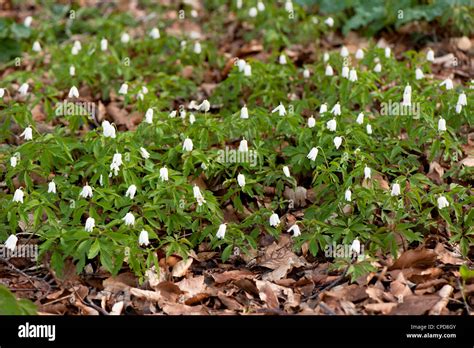 Anemonen Wildblumen Fotos Und Bildmaterial In Hoher Aufl Sung Alamy