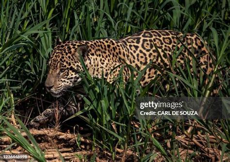 Jaguar Prey Photos and Premium High Res Pictures - Getty Images