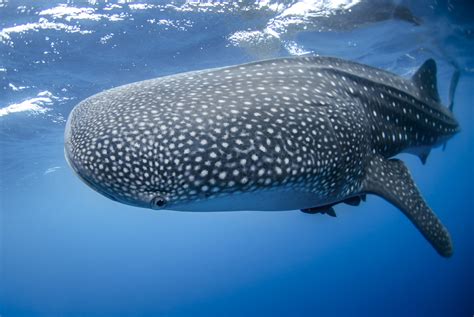 Swimming With Whale Sharks In Mexico: A Complete Guide.