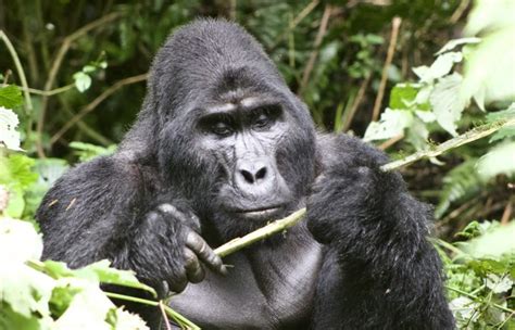 Early Trails Expedition Uganda Safaris Rwanda Safaris Gorilla Trips