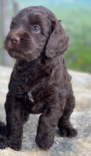 Reserve your Australian Labradoodle - Texas Labradoodles