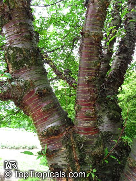 Prunus Serrula Tibetan Cherry Paperbark Cherry