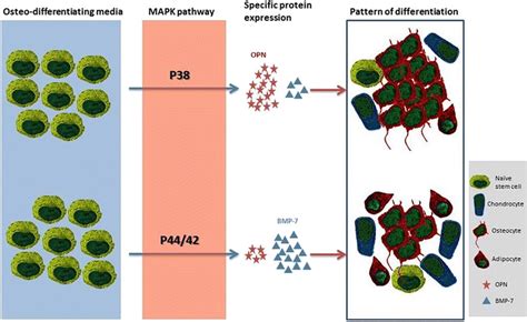 Schematic Representation Of The Proposed Mechanism Of Osteogenesis Key