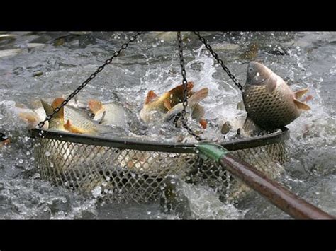 Amazing Big Fish Catching Skill Traditional Net Catch Fishing In The