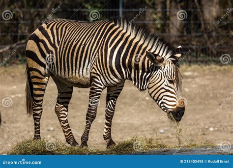 Hartmann`s Mountain Zebra Equus Zebra Hartmannae An Endangered Zebra