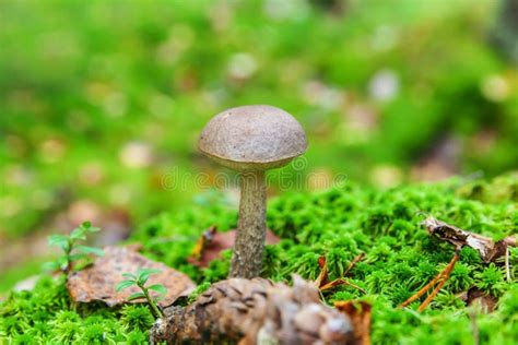 Edible Small Mushroom With Brown Cap Penny Bun Leccinum In Moss Autumn