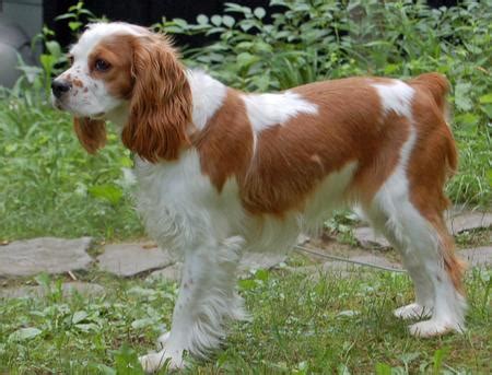 Cockalier (Cocker Spaniel/Cavalier King Charles Spaniel Mix) Temperament