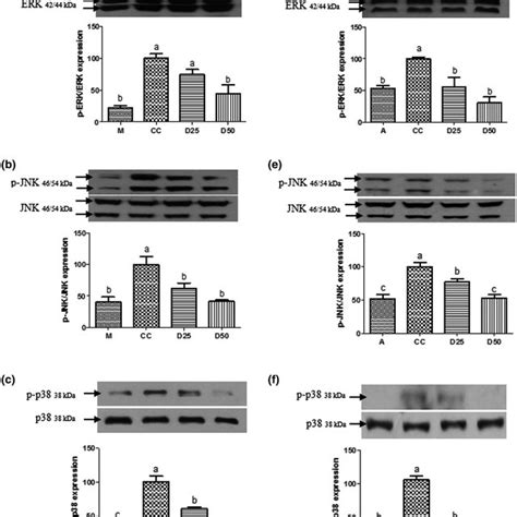 Effect Of Diosmetin On The Phosphorylation Of Mapks In Macrophages