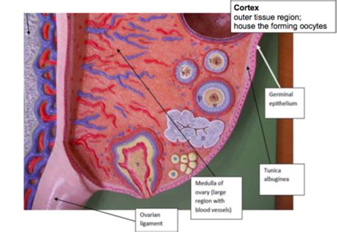 Lab Unit 4 Female Reproductive System Diagram Quizlet