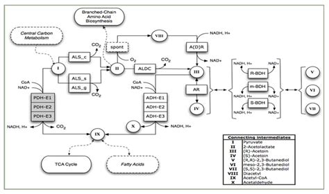 Fermentation Free Full Text Current Advances In Microbial