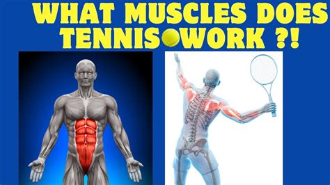 Does Tennis Build Muscle Muscles Targeted By Tennis Workout