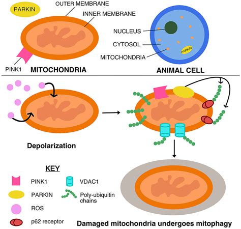 Parkin Is Recruited By Pink To Mitochondria Yin Et Al And