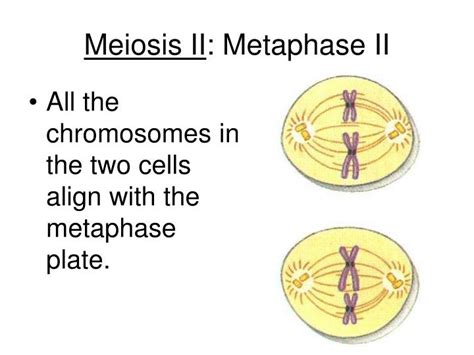 Ppt Cell Division Powerpoint Presentation Id329969