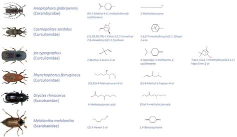 Beetles With Different Antennal Morphology And Their Representative Download Scientific Diagram