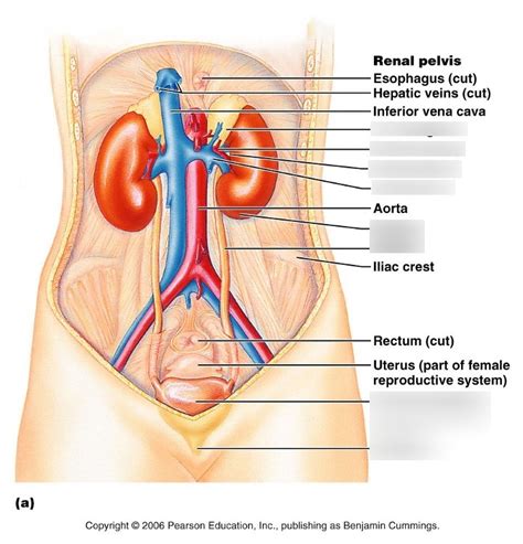 Urinary System Labeling Diagram Quizlet