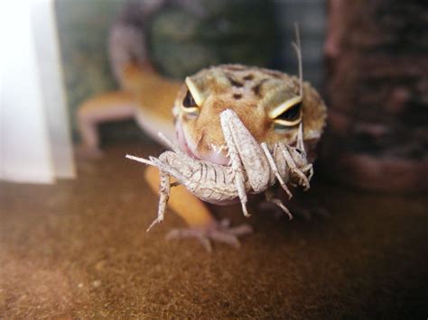 A Gecko Eating A Cricket School Fair Fair Projects Geckos Cricket