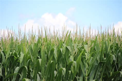 Qual será a produção e produtividade da soja e do milho nos EUA